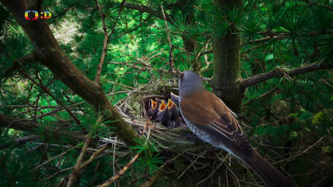 V divočině, tam to žije - Epizoda 7/40