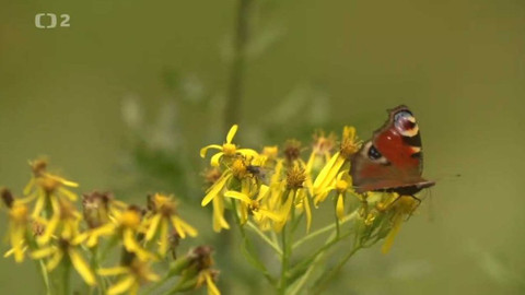 Minuty z Krkonoš - Motýli Krkonoš