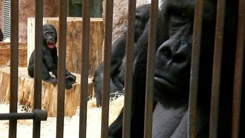 Mezi námi zvířaty - 1. března 2008