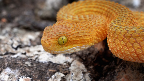 Svět zvířat - 3/20 Plazi