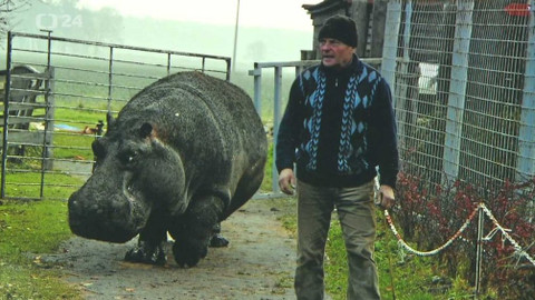 Z metropole - Příběh hrocha Davídka