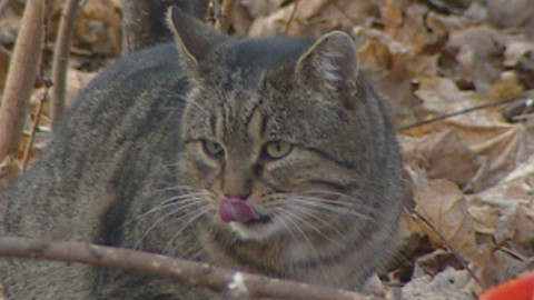 Chcete mě? - 2. listopadu 2014