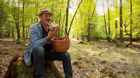 Cestou za chutěmi - Houby