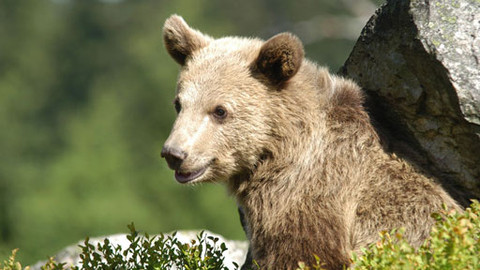 Méďové - Brdské toulání