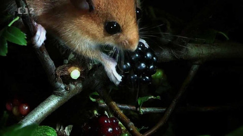 Dobrodružství vědy a techniky - Plši – hbití noční lezci