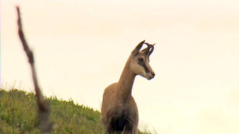 Nedej se! - Co s jesenickou kozou?