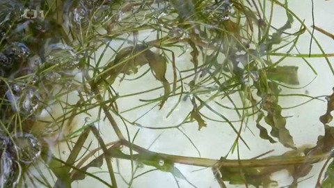 Kapka vody - Piskoři