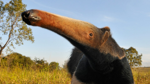 Kouzla přírody - 2/4 Travnaté pláně