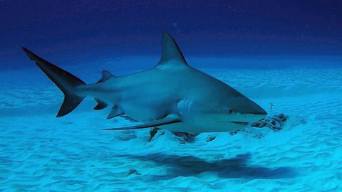 60 zvířecích zabijáků - Epizoda 13/20