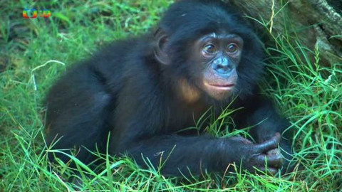 Atlas zvířat - Atlas zvířat