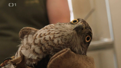 Týden v regionech (Brno) - 10. srpna 2024