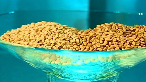 Pod pokličkou - Není zrní jako zrní, po mnohém i chlapi vrní