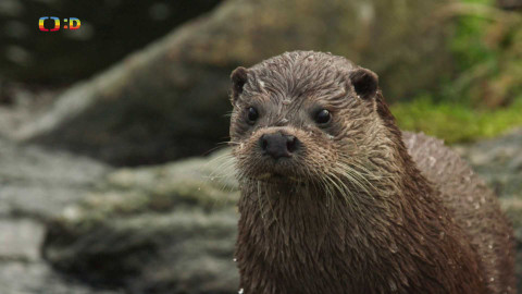 V divočině, tam to žije - Epizoda 25/40