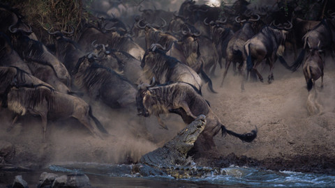 Přírodní mikrosvěty - Serengeti