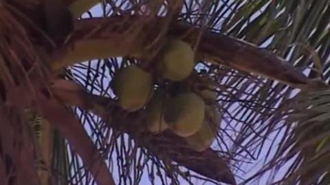 Dětská encyklopedie světa - 7/21 Kokos