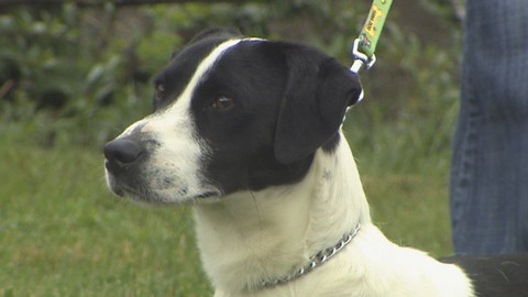 Chcete mě? - Chcete je?