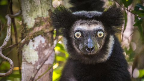 Naše kulatá planeta - Madagaskar, ostrov divů