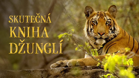 Skutečná Kniha džunglí