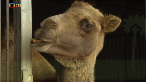 Náš zvěřinec - Království za koně