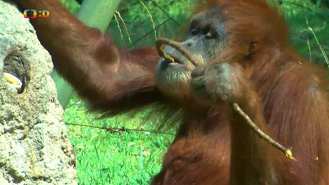 Atlas zvířat - Orangutani