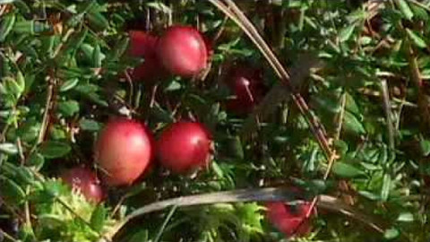 Živé srdce Evropy - Klikva bahenní