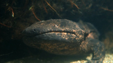 Obdivuhodný svět přírody - Velemlok japonský, Japonsko