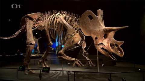 Toulavá kamera - 14. listopadu 2021