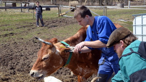 Malá farma - Známka v uchu