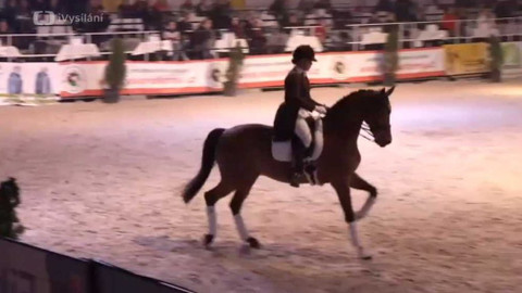 Jezdectví - Jezdecký festival v Lysé nad Labem