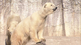 Příběhy zvířecích miminek III