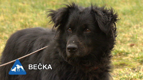 Chcete mě? - Chcete je?
