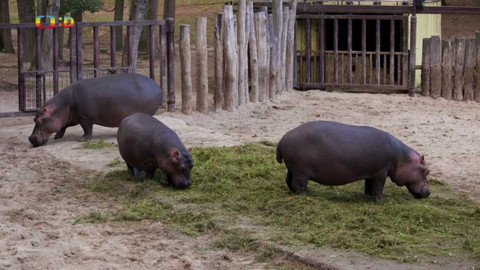 S Jakubem v Africe - 4/13 Hroch