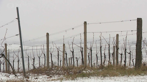 Regiony ČT24 - 18. ledna