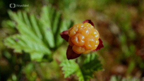 Minuty z přírody - Morušková kleč