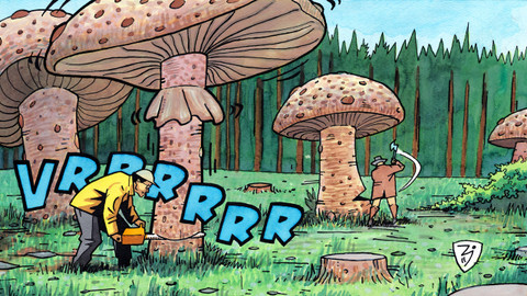 Na houby - 6/13 Nejen o václavkách