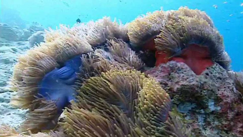 Tajemství zvířecího těla - 10/15 Ochrana