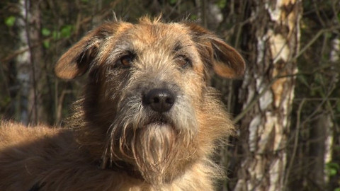 Chcete mě? - Chcete je?