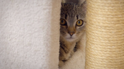 Kočka není pes - Výběr nového psa a kočky