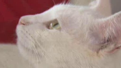 Chcete mě? - Chcete je?