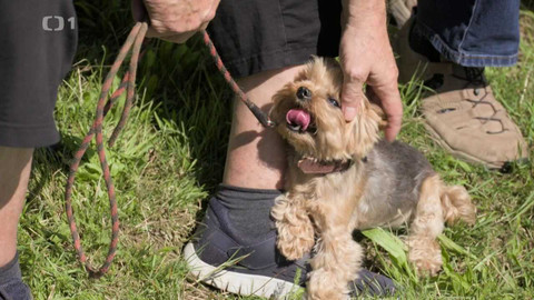 Kočka není pes - Nečistotný Mike a ustrašená Izzy