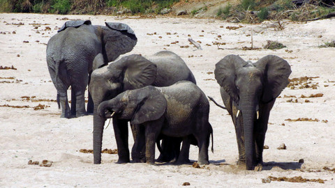 Obdivuhodný svět přírody - Národní park Ruaha, Tanzánie