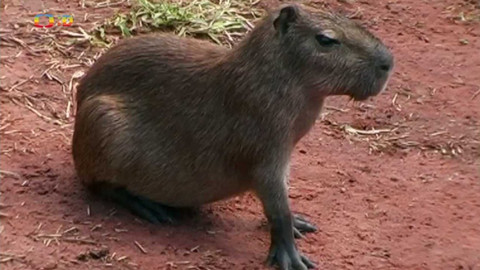 Terčin zvířecí svět - 15. dubna 2022