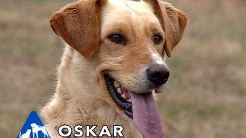 Chcete mě? - Chcete je?