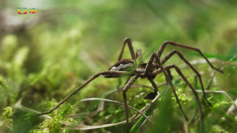 V divočině, tam to žije - Epizoda 23/40