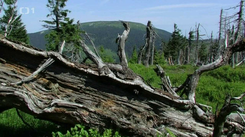 Živé srdce Evropy - Králický Sněžník