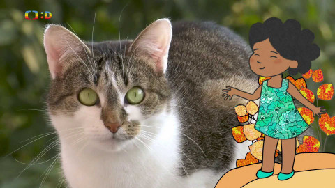 Velká kniha o zvířátkách - Epizoda 14/52