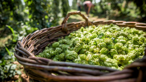 Národní klenoty - Žatec - Zelené zlato