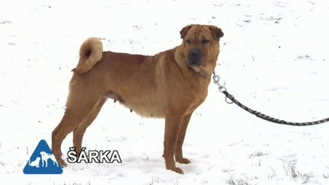 Chcete mě? - Chcete je?