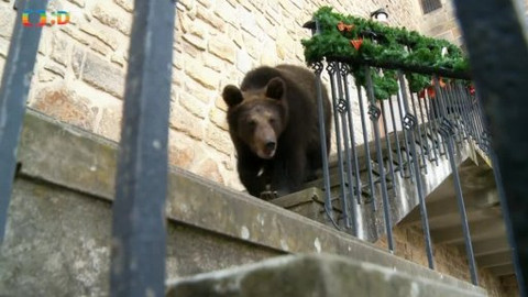 Méďové na cestách - 33/43 Poohří