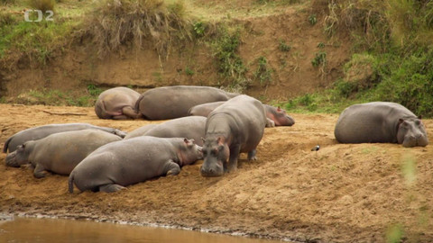 Dobrodružství vědy a techniky - Hroši – těžkotonážní obyvatelé vody
